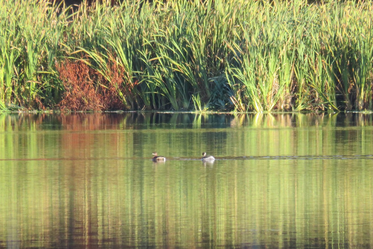 Pied-billed Grebe - ML643724806