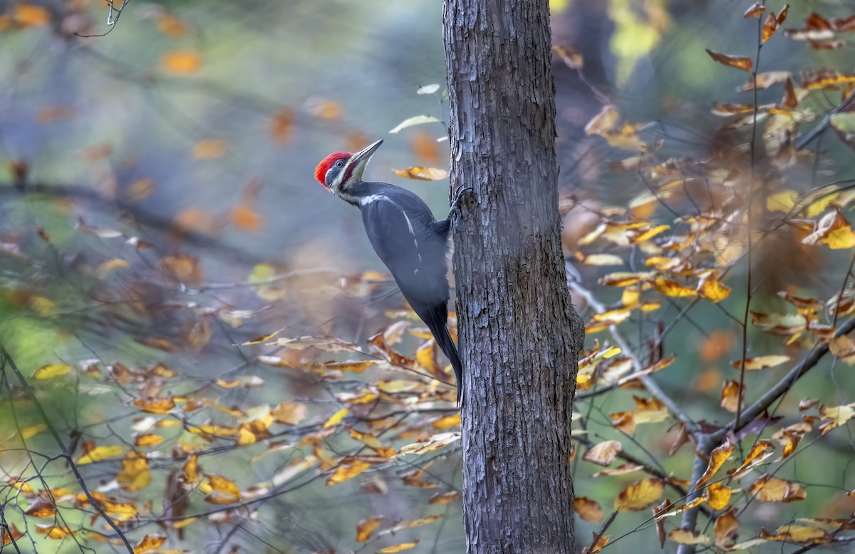 Pileated Woodpecker - ML643724807
