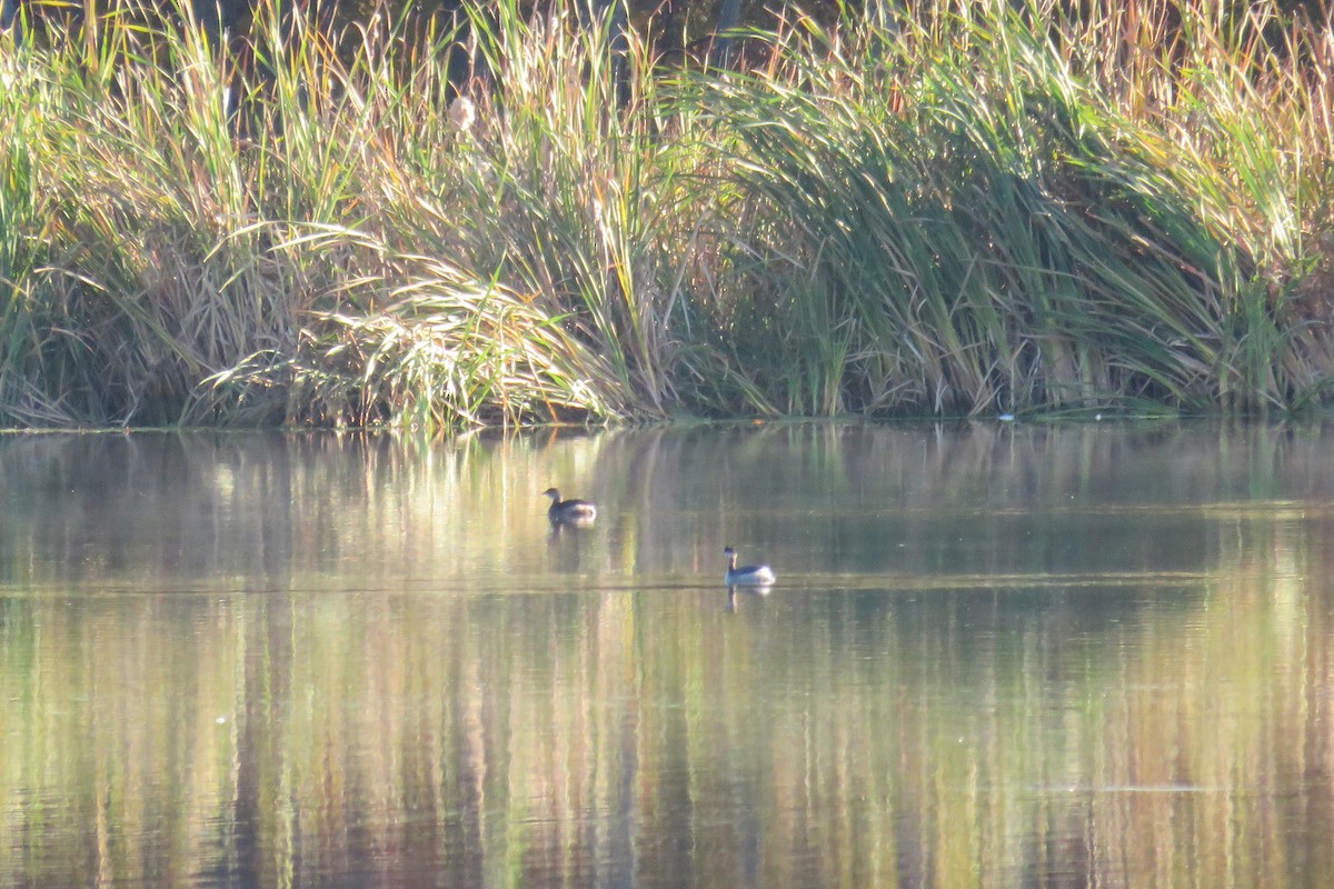 Pied-billed Grebe - ML643724808