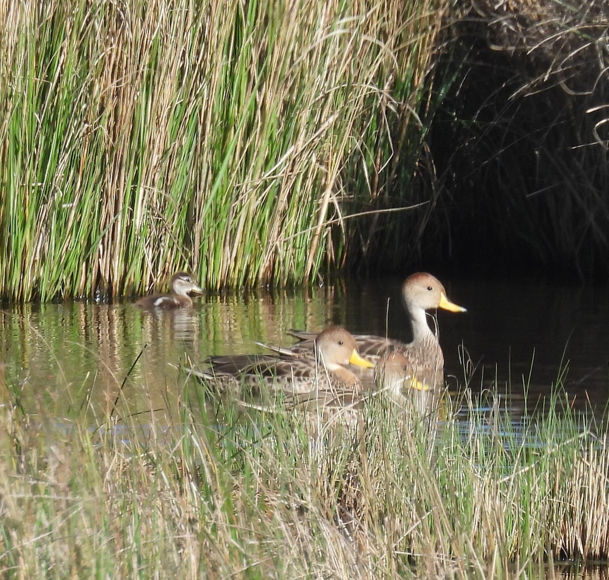 Yellow-billed Pintail - ML643724814