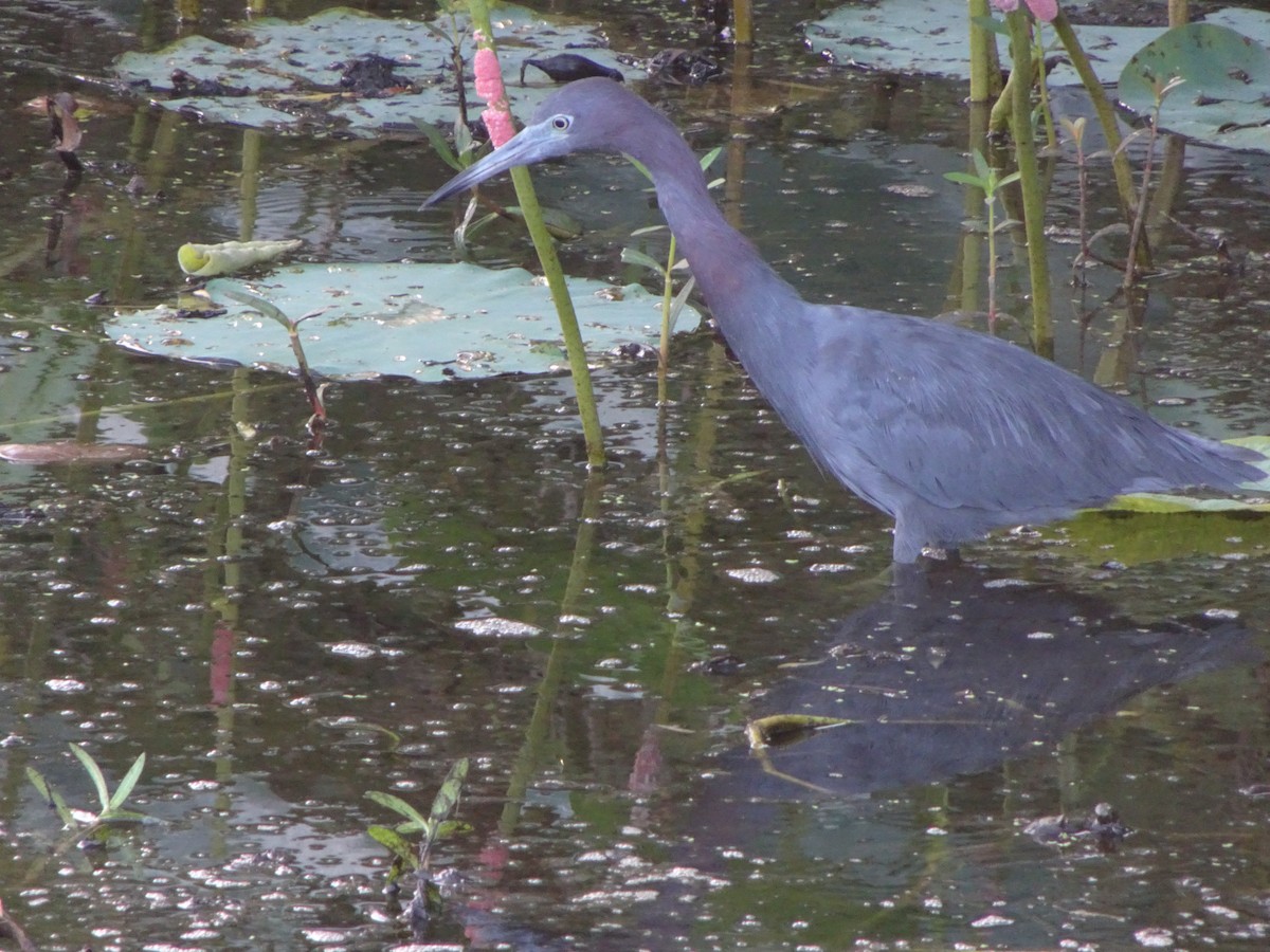 Little Blue Heron - ML643724824
