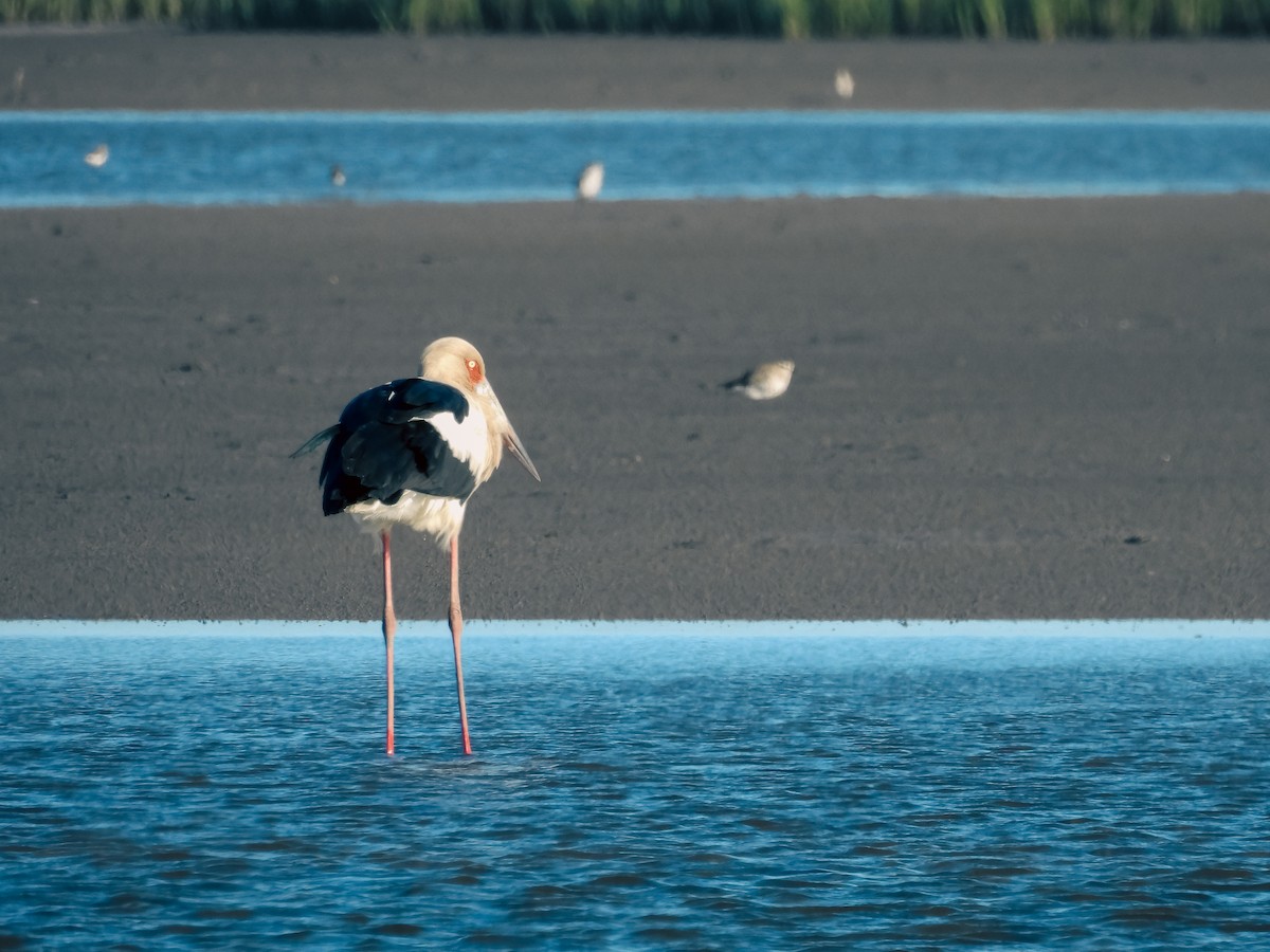 Maguari Stork - ML643724841