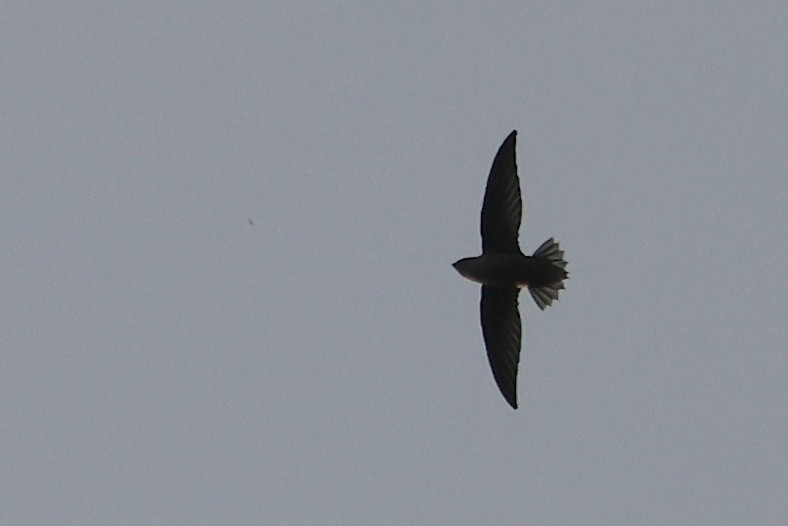 Chimney Swift - ML643724865