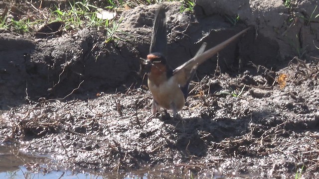 Barn Swallow - ML643724870