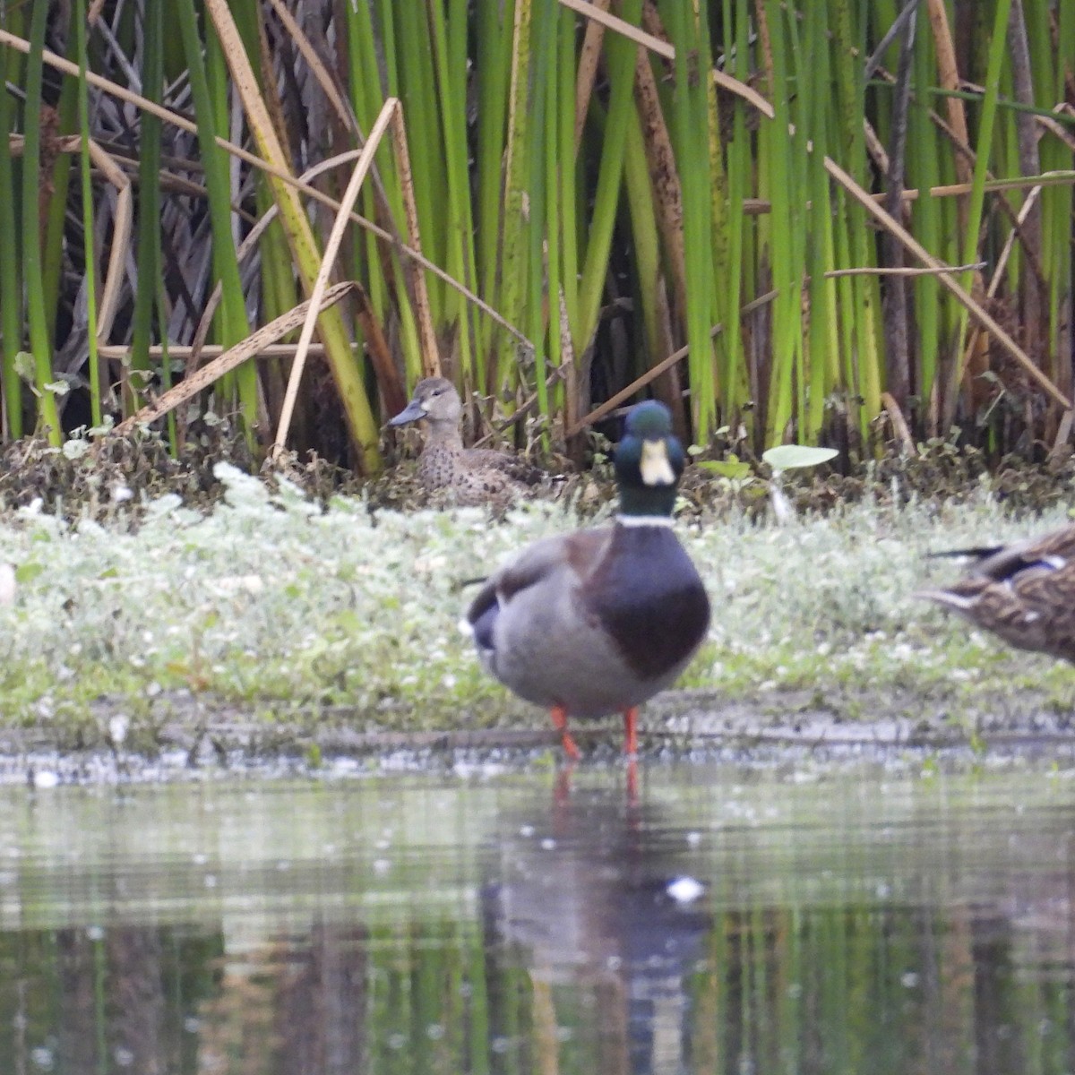 Blue-winged Teal - ML643724875