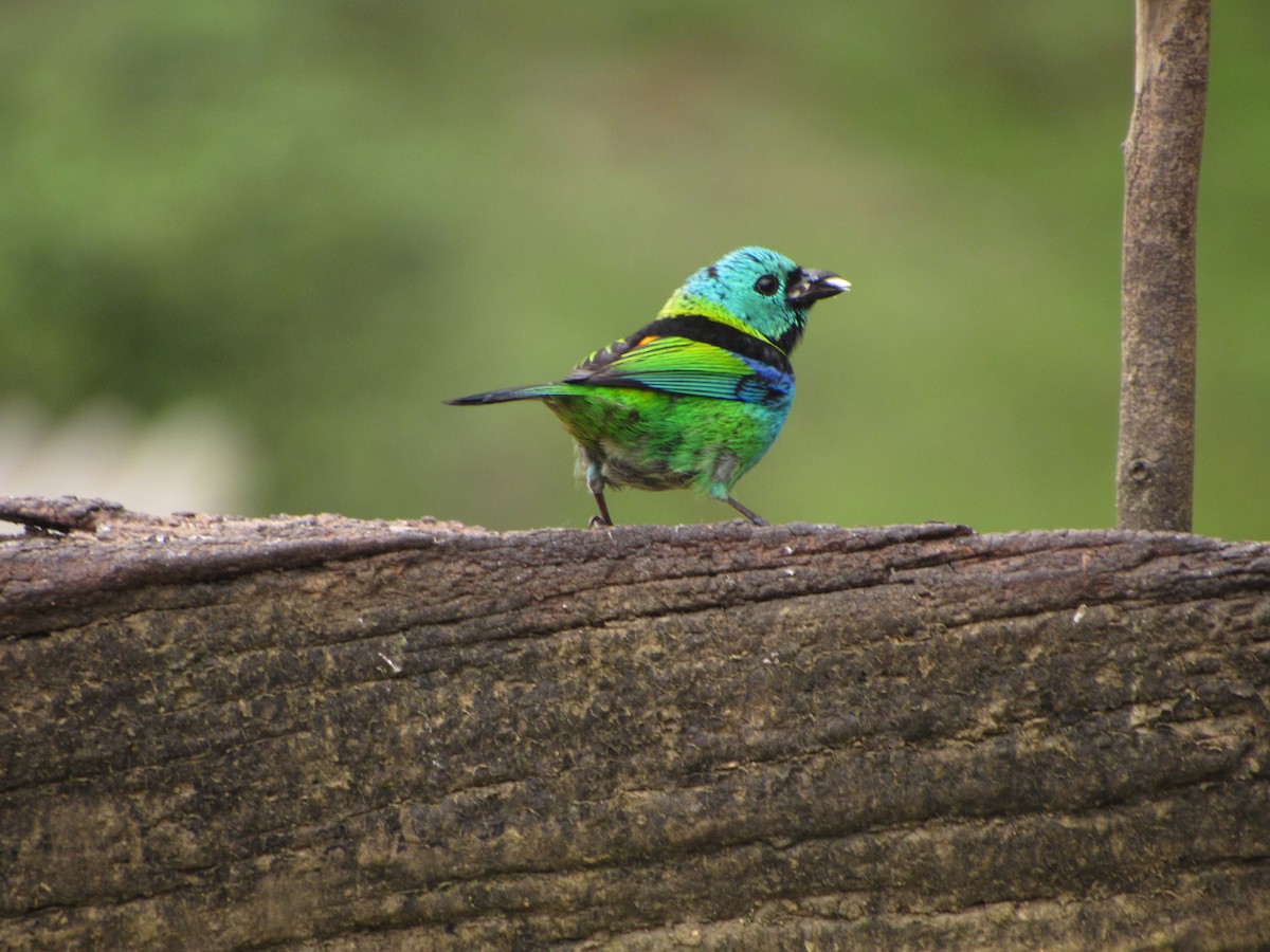 Green-headed Tanager - ML643724877
