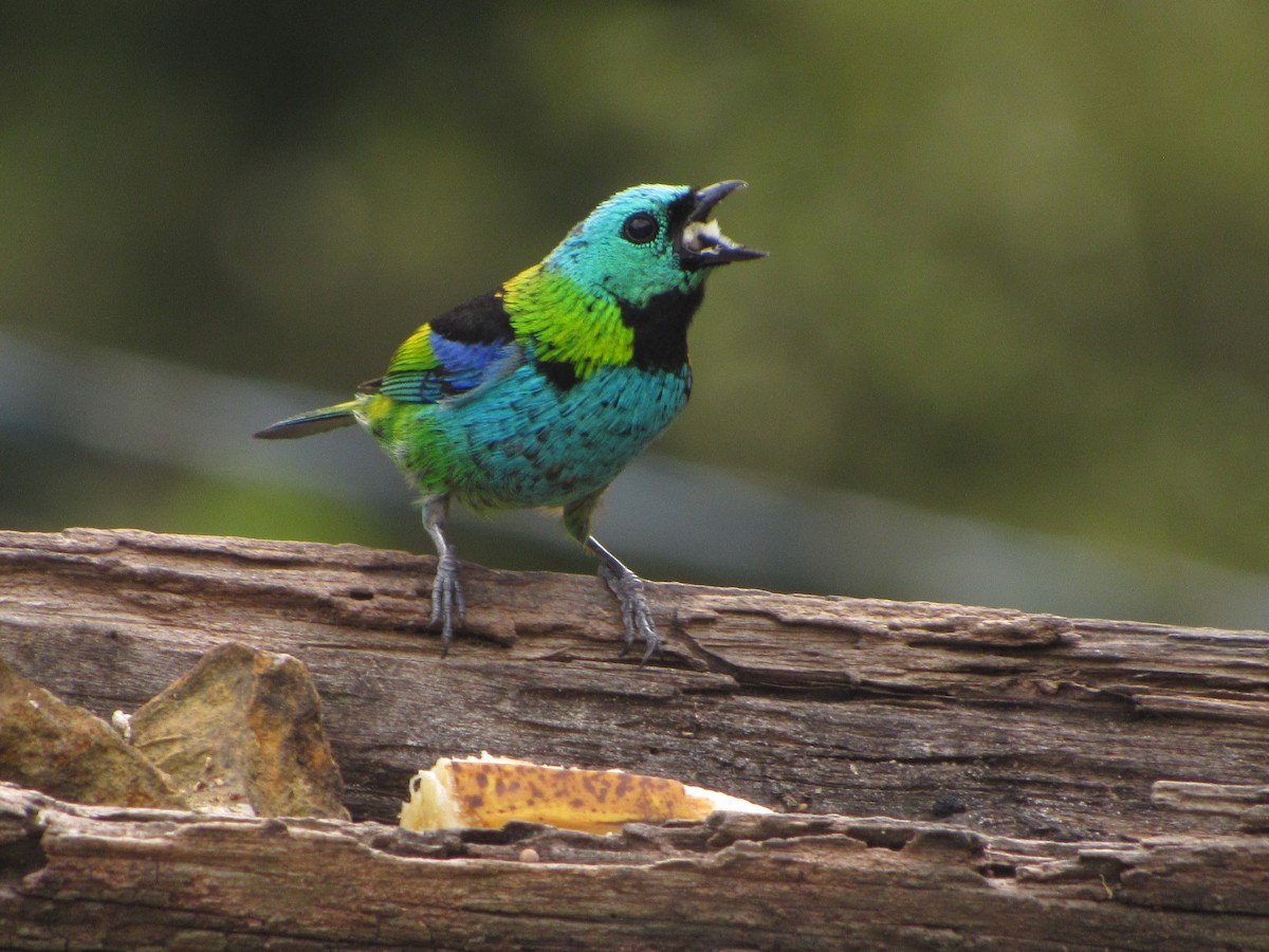 Green-headed Tanager - ML643724878