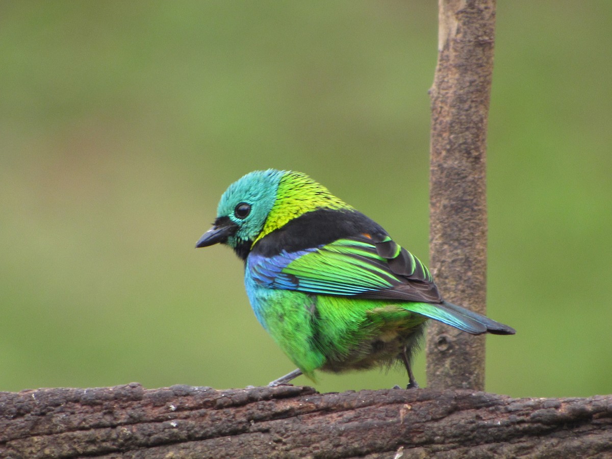 Green-headed Tanager - ML643724879