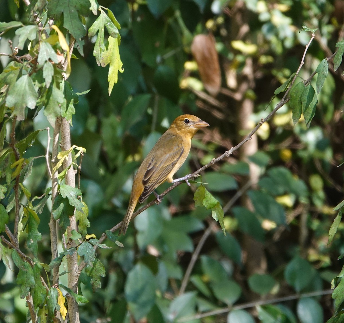 Summer Tanager - ML643724887