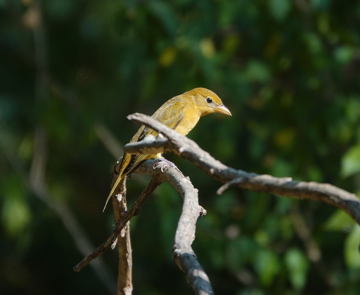 Summer Tanager - ML643724888