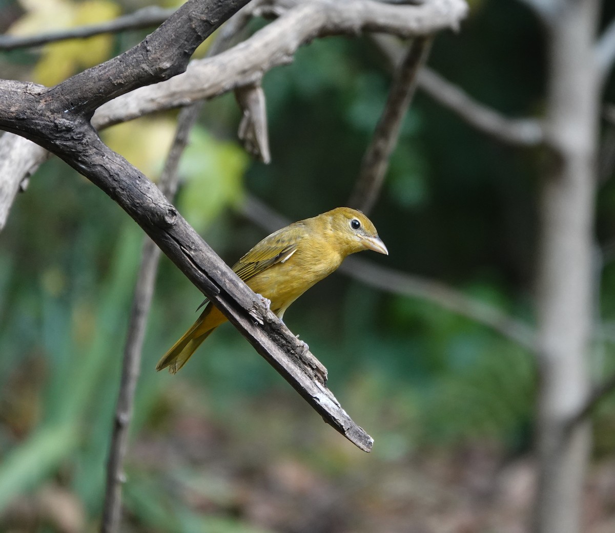 Summer Tanager - ML643724889