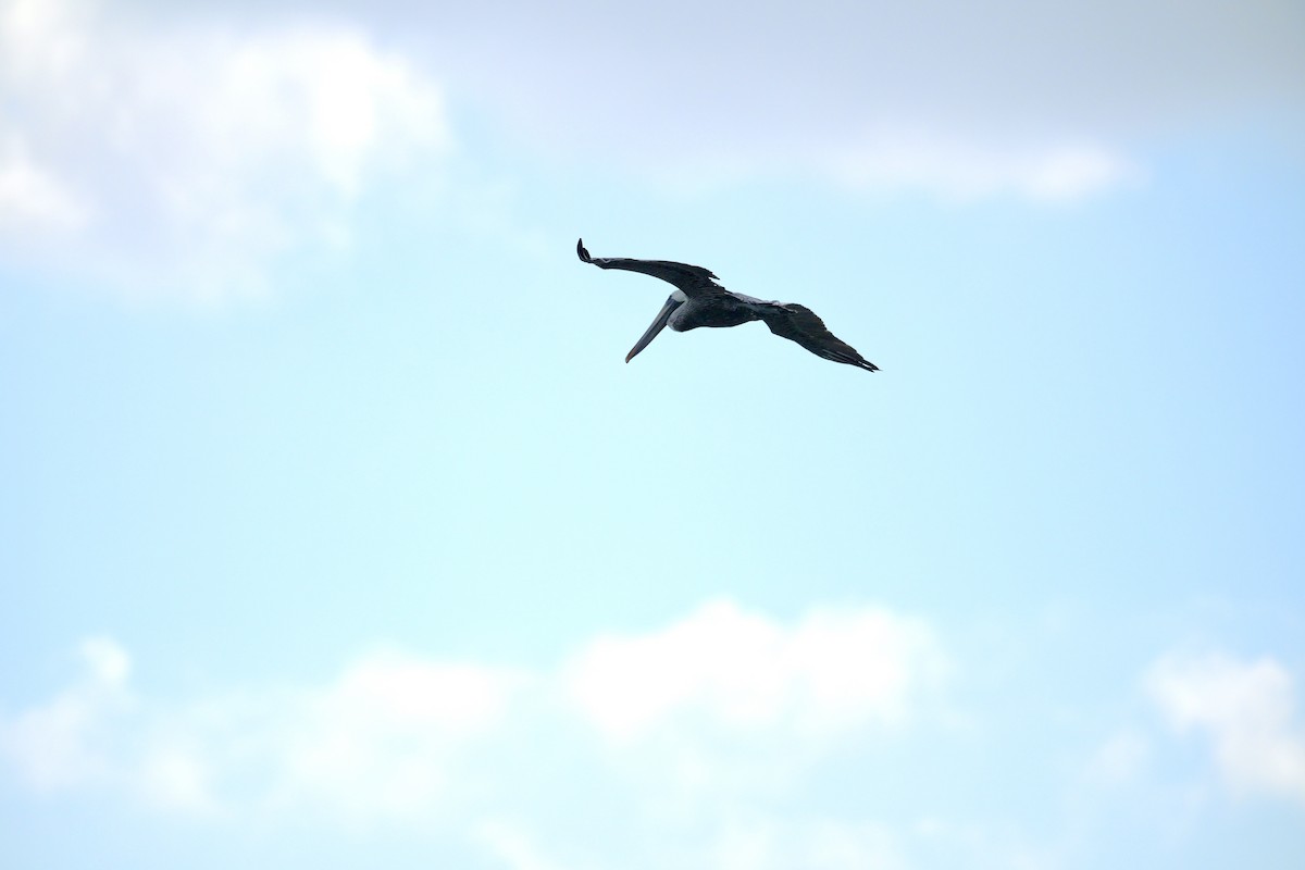 Brown Pelican - ML643724890