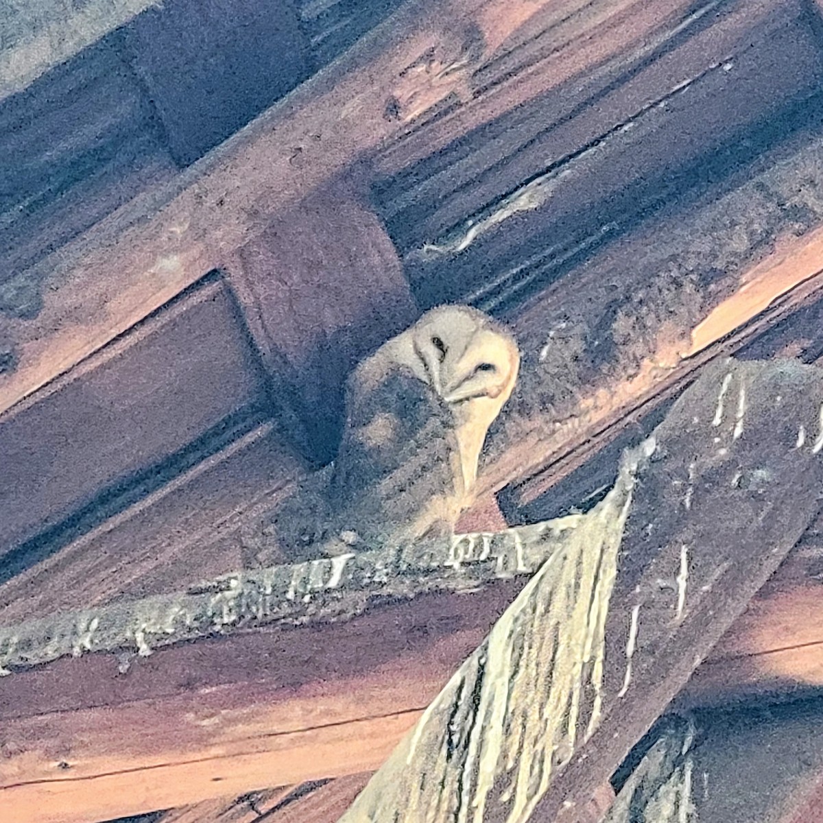 American Barn Owl - ML643724895