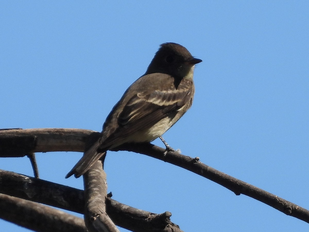 Western Wood-Pewee - ML643724896