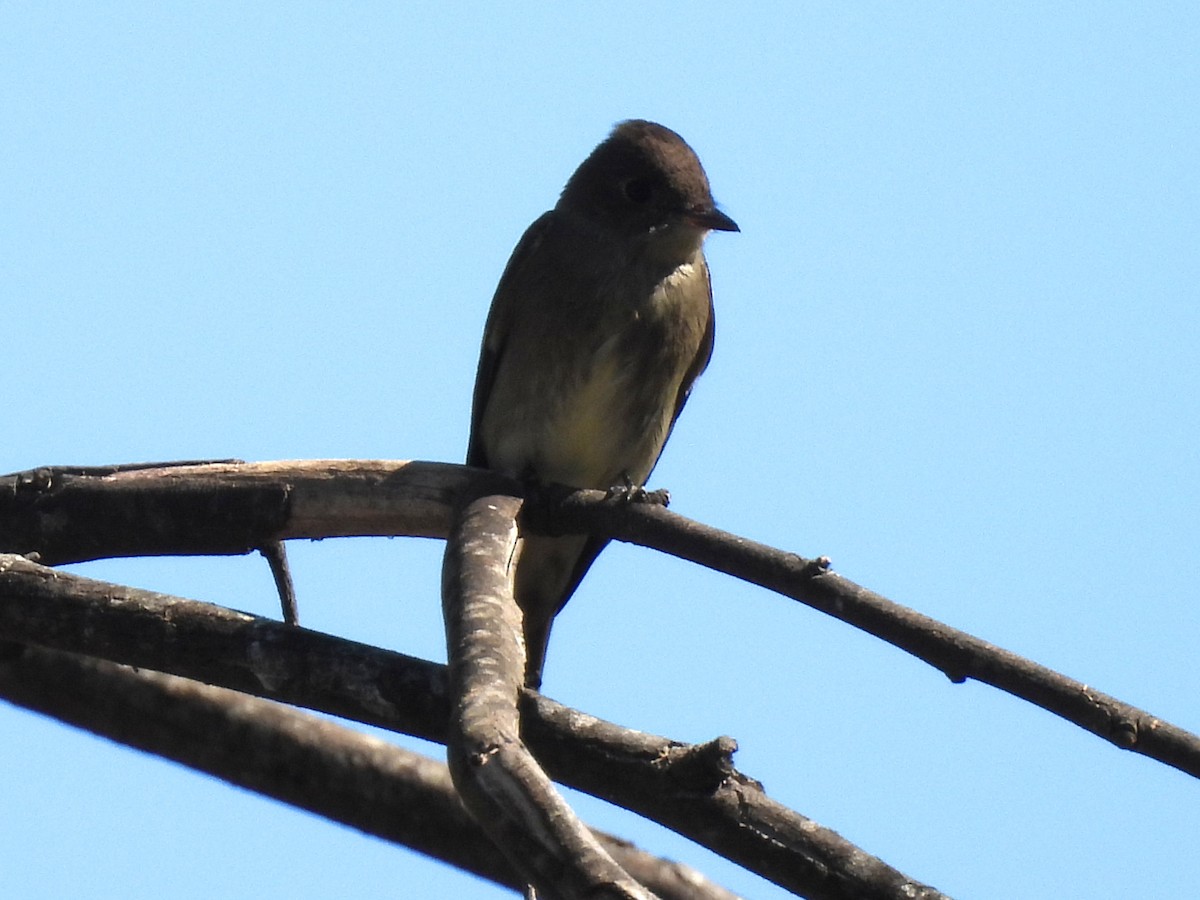 Western Wood-Pewee - ML643724898