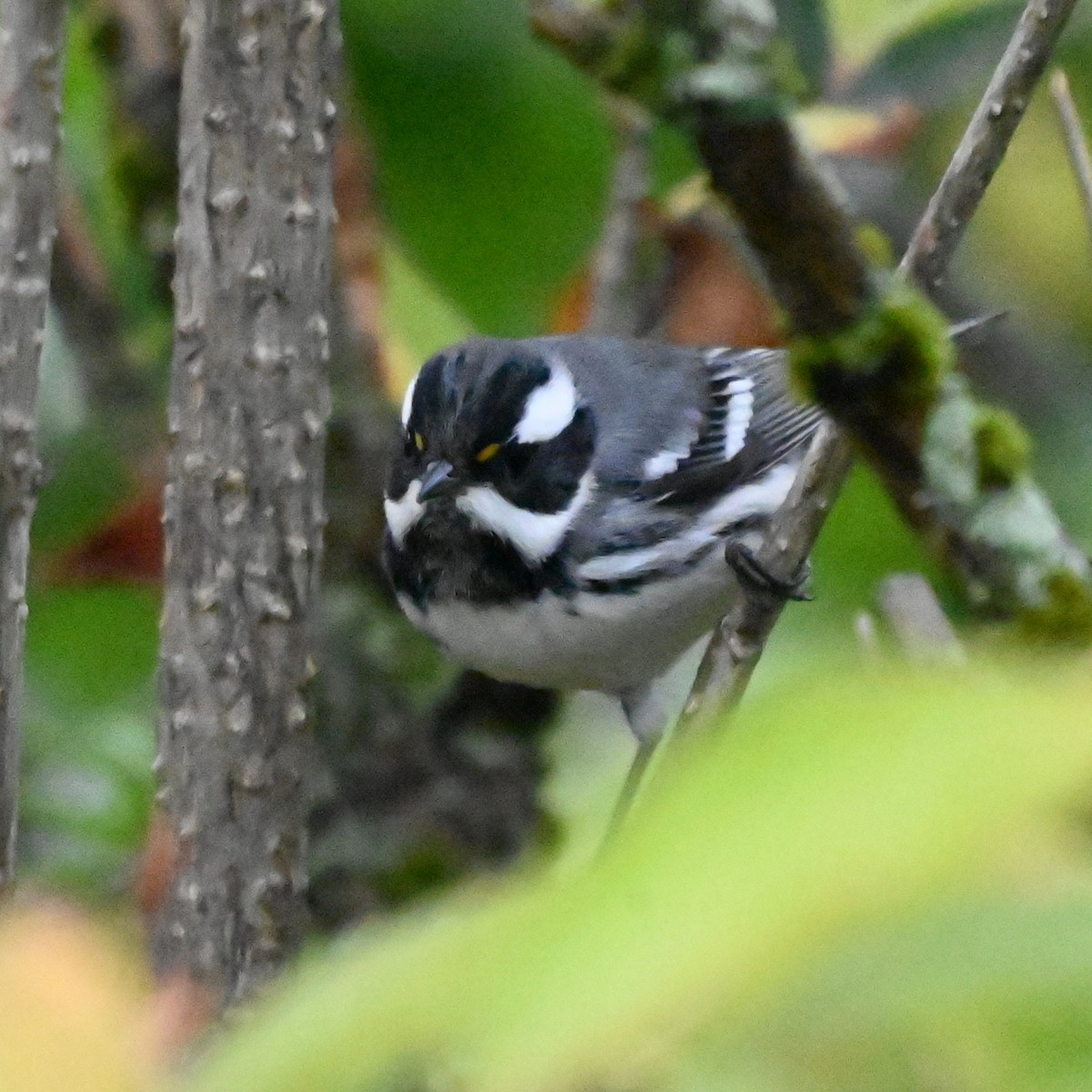 Black-throated Gray Warbler - ML643724913
