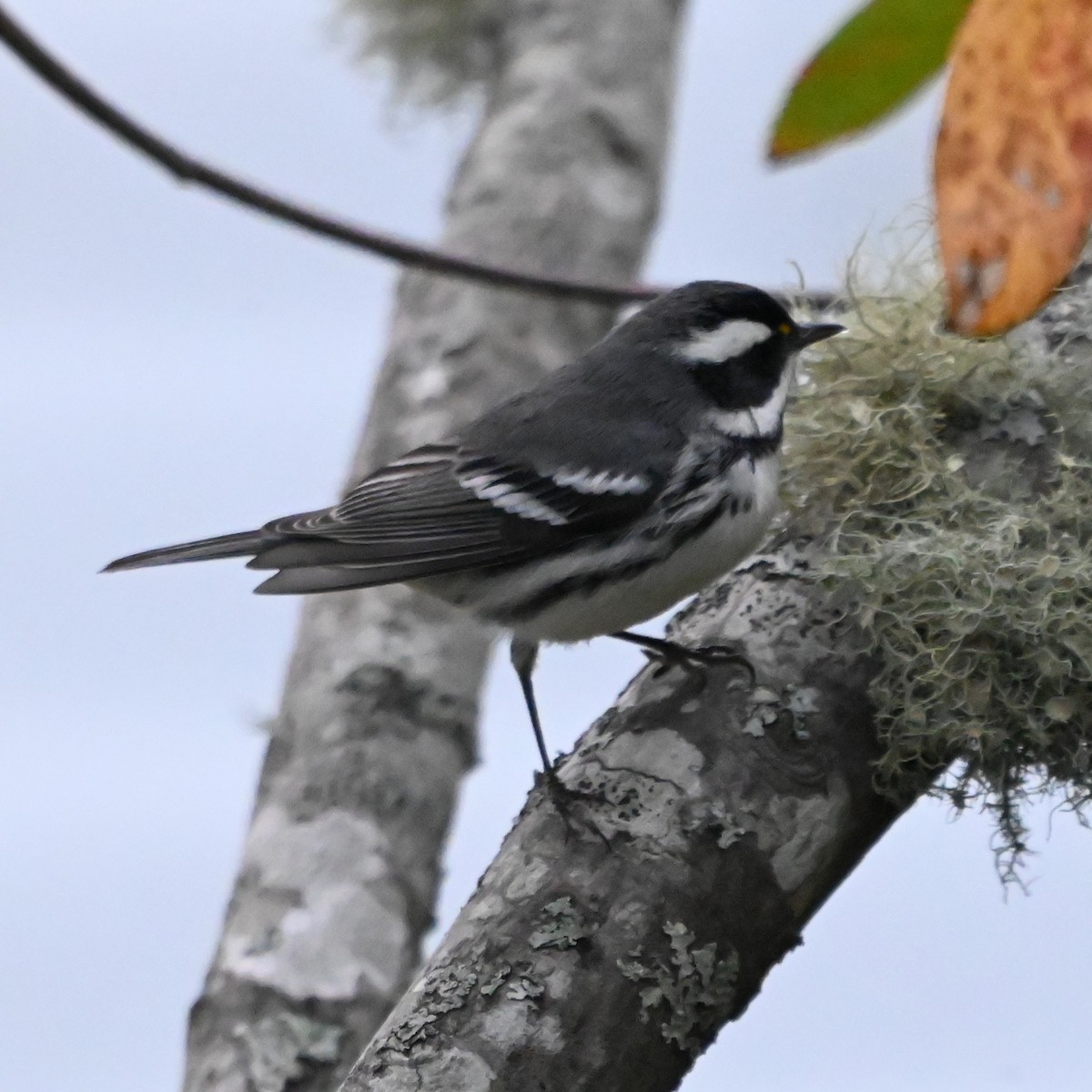 Black-throated Gray Warbler - ML643724914
