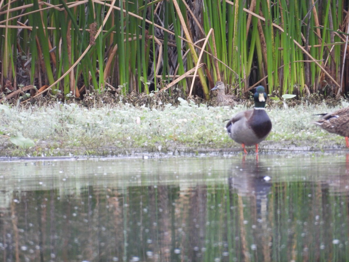 Blue-winged Teal - ML643724928