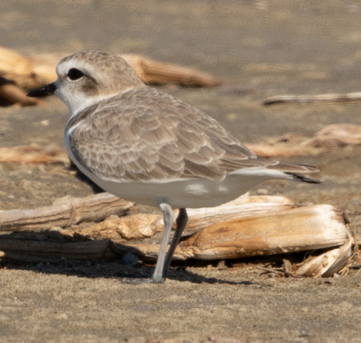 Snowy Plover - ML643724977
