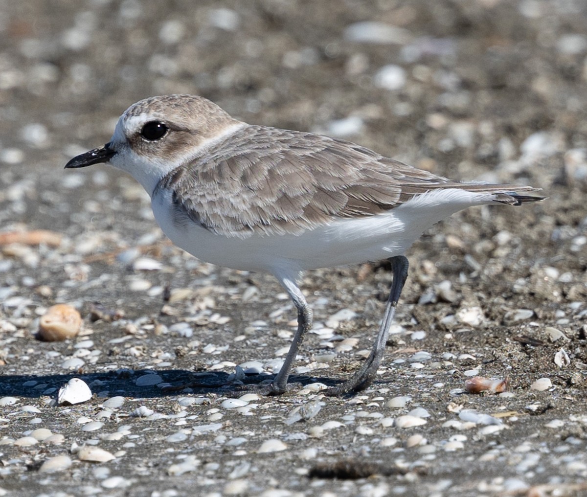 Snowy Plover - ML643724978