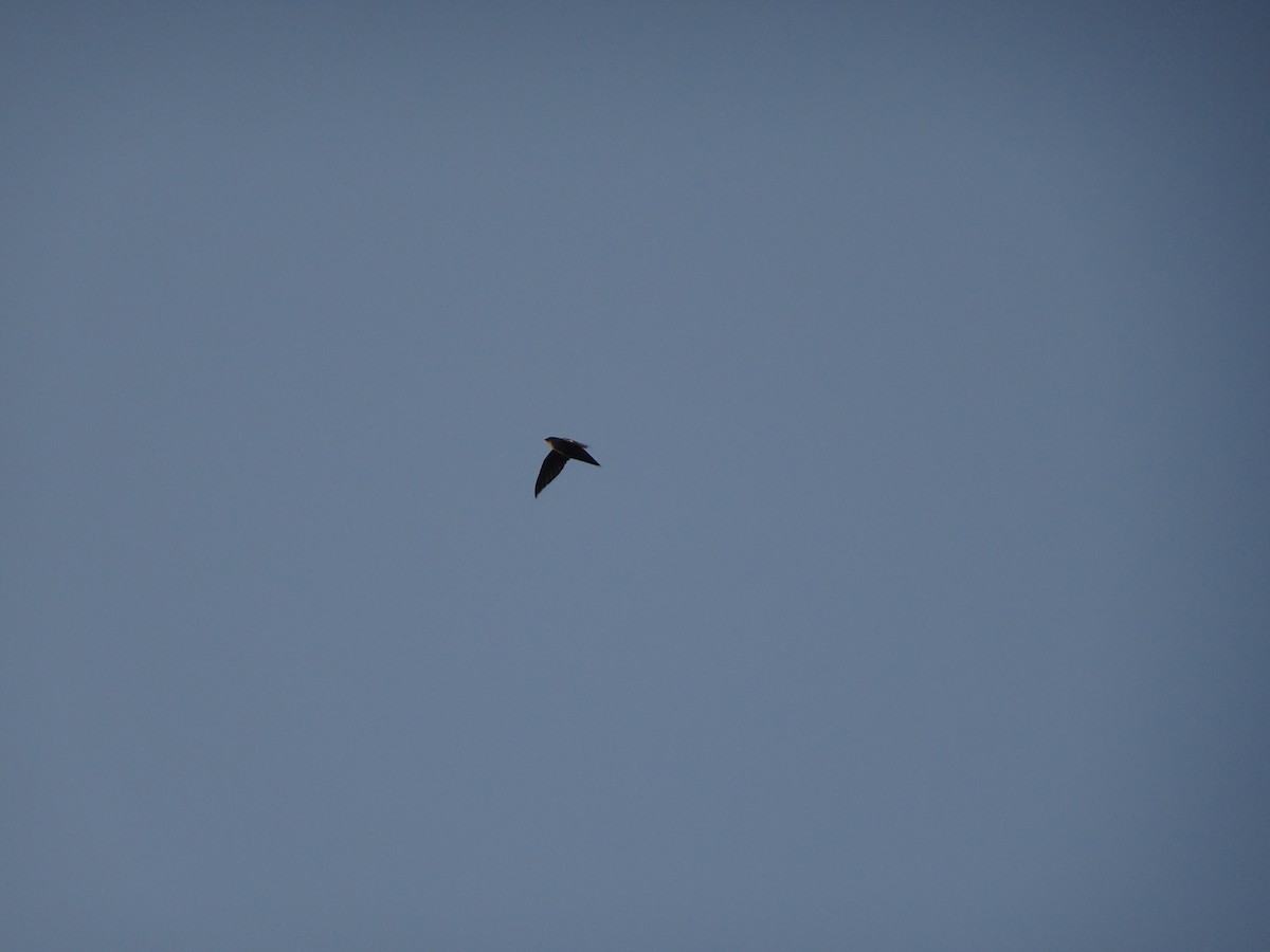 Chimney Swift - ML643725015