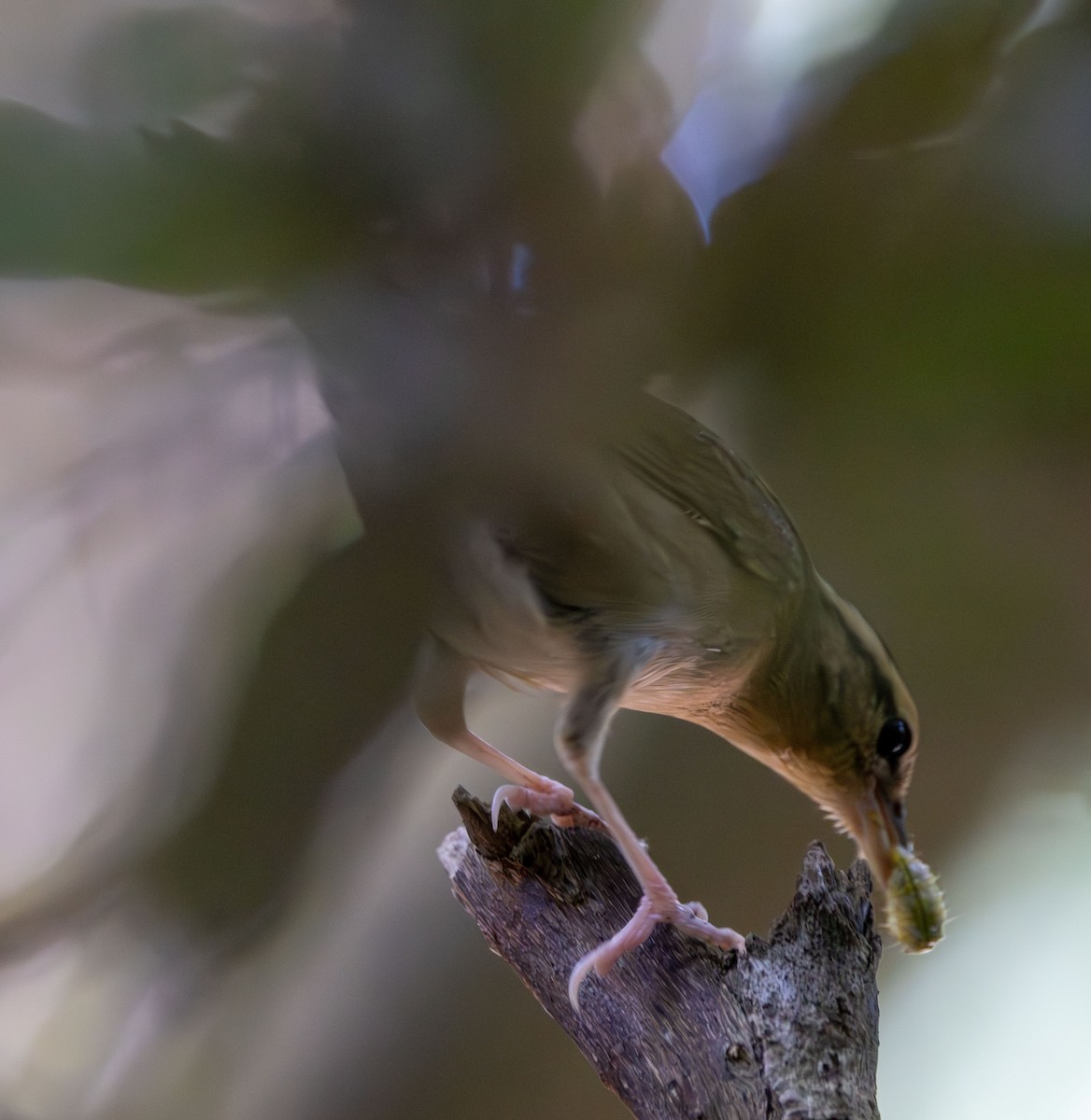 Worm-eating Warbler - ML643725016