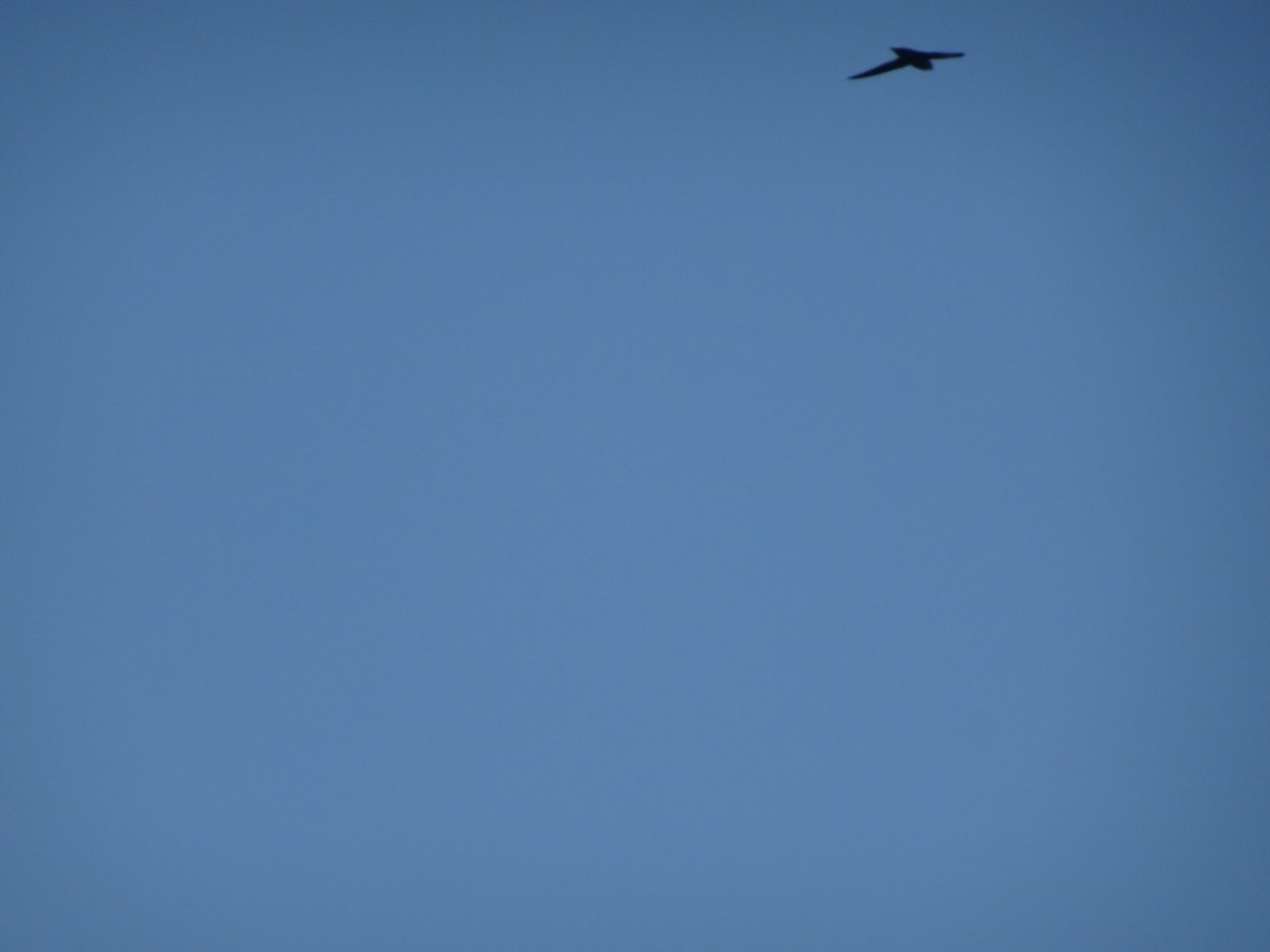 Chimney Swift - ML643725026