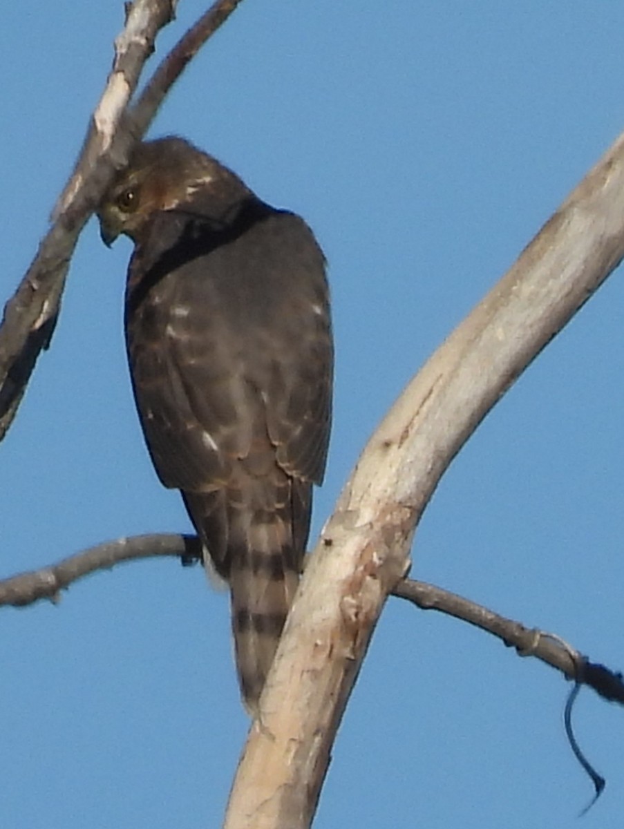 Sharp-shinned Hawk - ML643725030