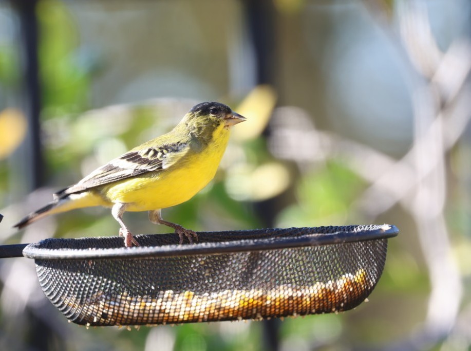 čížek mexický - ML643725035