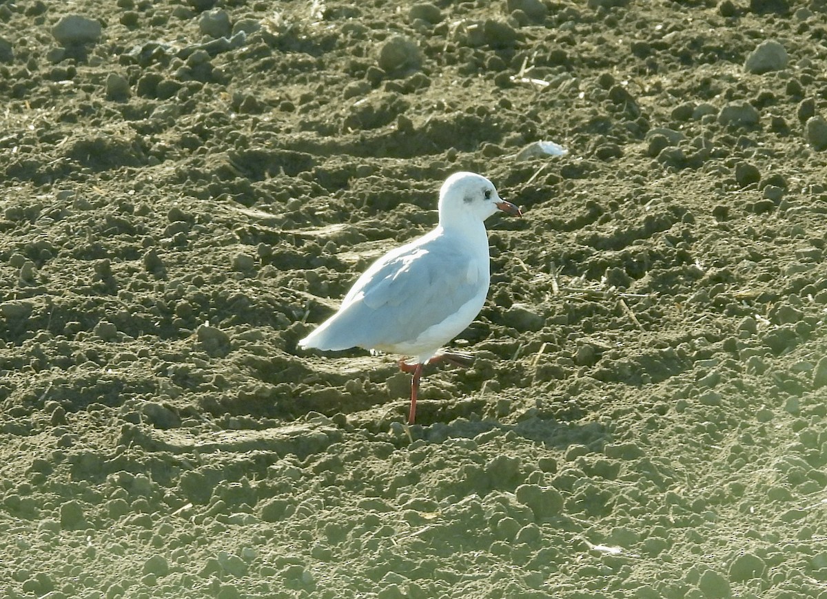 Schwarzkopfmöwe - ML643725038