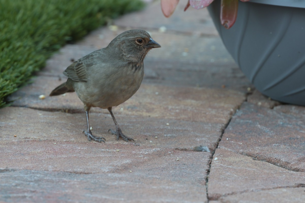 California Towhee - ML643725047