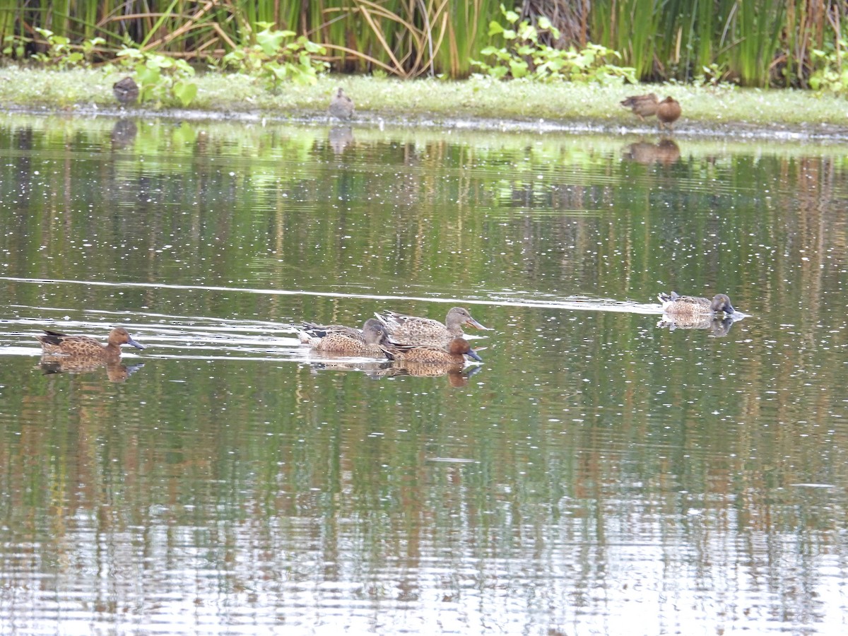 Cinnamon Teal - ML643725065