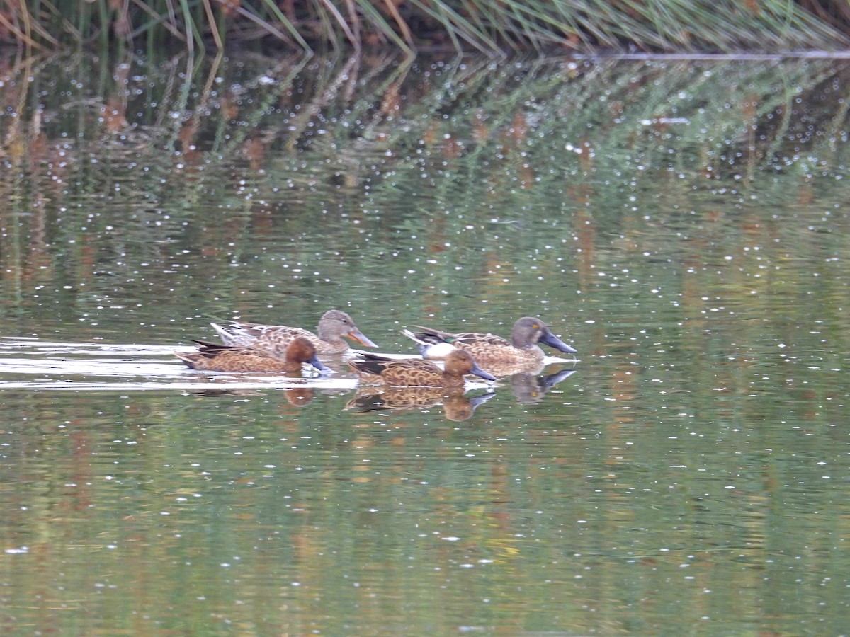 Cinnamon Teal - ML643725066