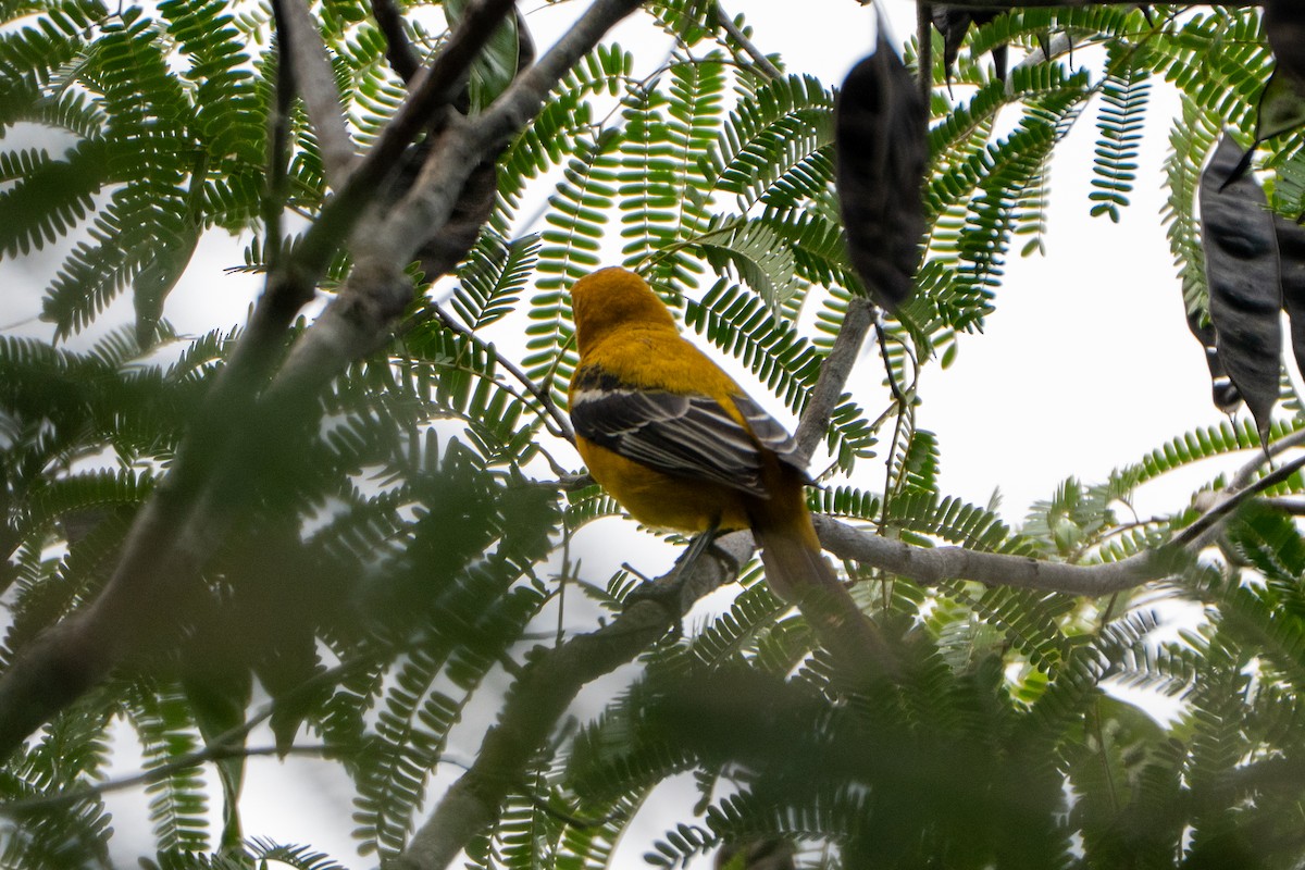 Oriole orange - ML643725110