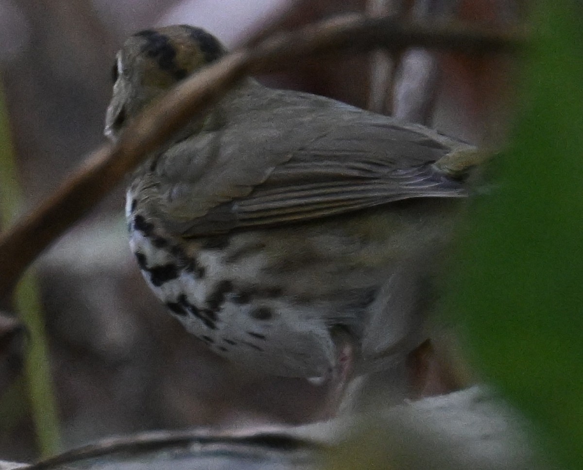 Ovenbird - ML643725120