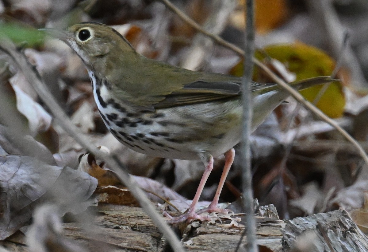 Ovenbird - ML643725121