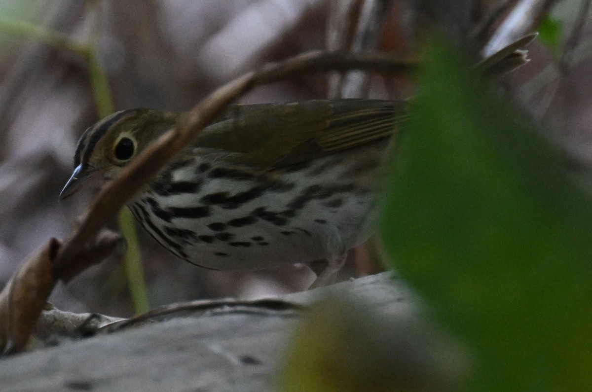 Ovenbird - ML643725122
