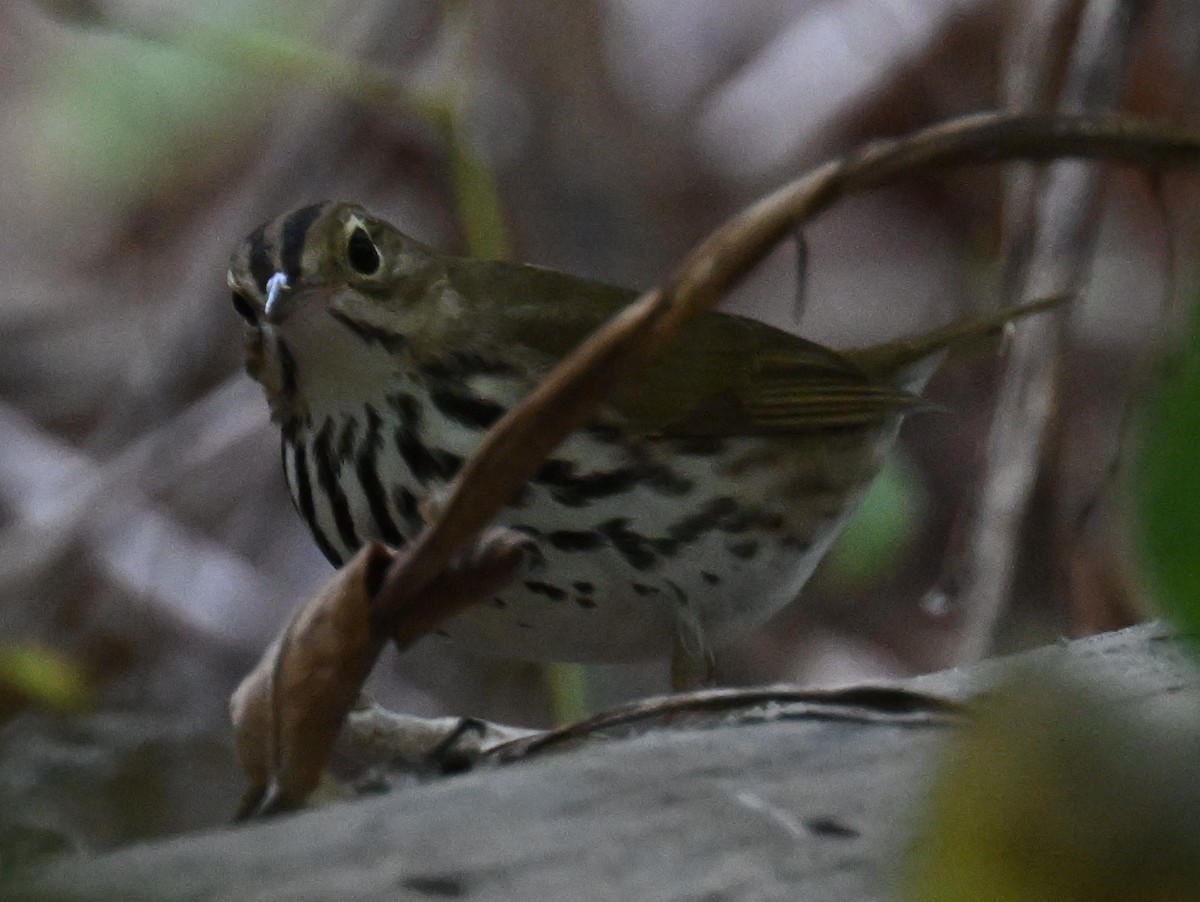 Ovenbird - ML643725123