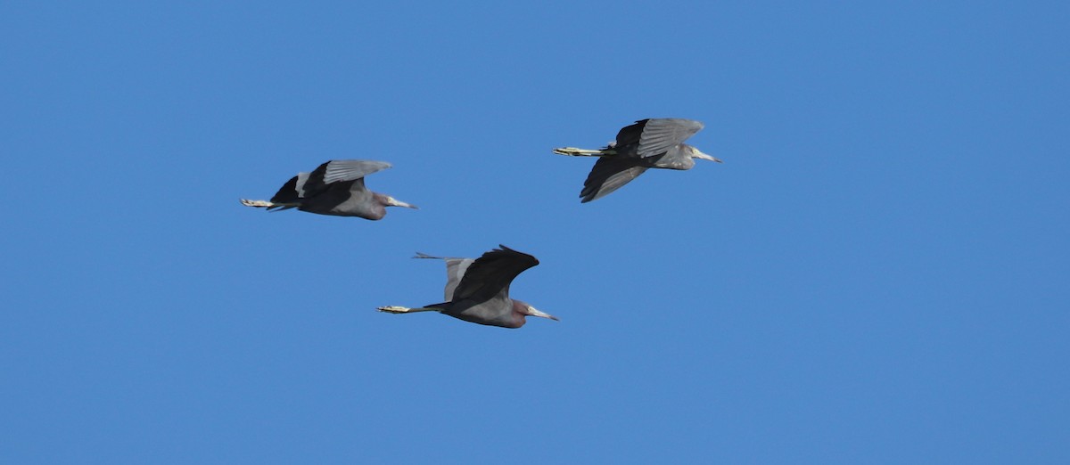Little Blue Heron - ML643725150