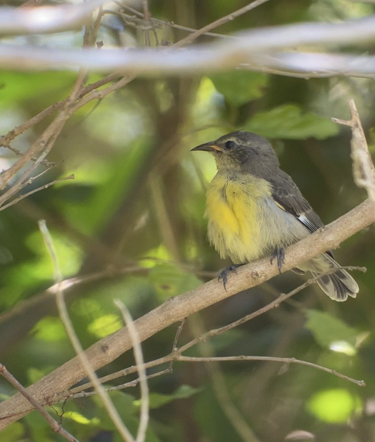 Bananaquit - ML643725152