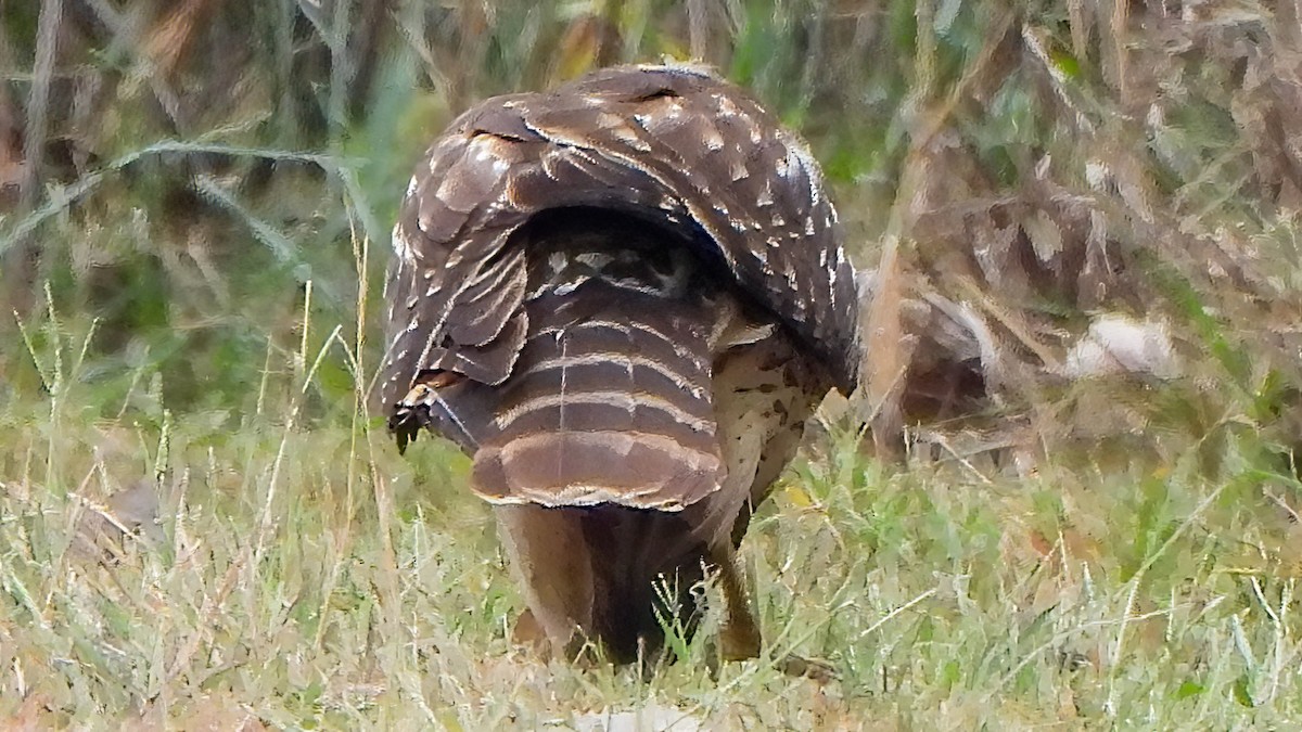 Red-shouldered Hawk - ML643725159