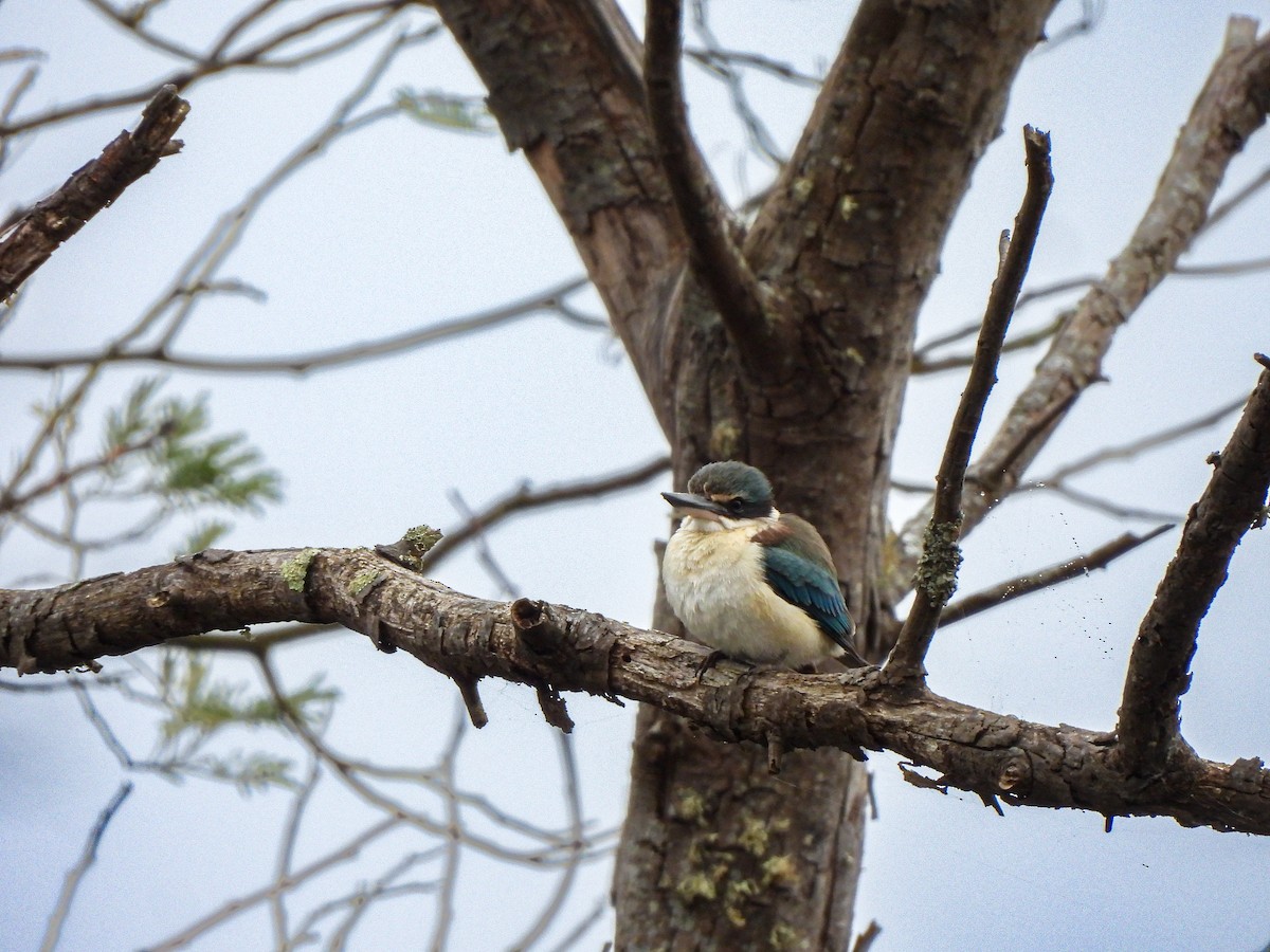 Sacred Kingfisher - ML643725167