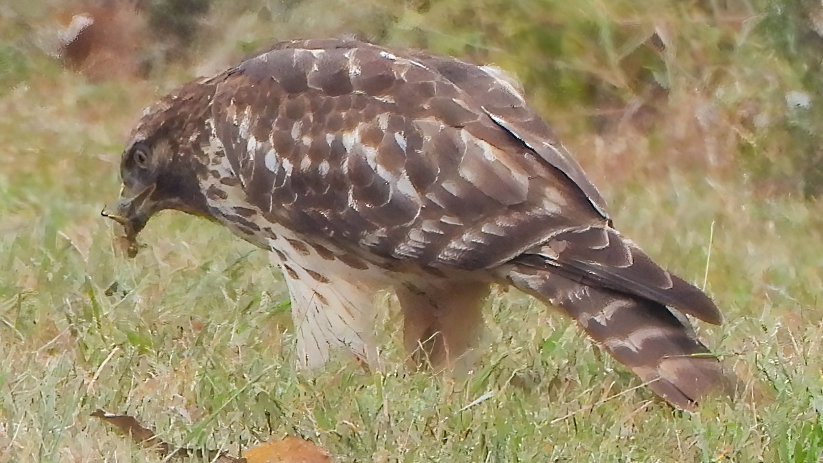 Red-shouldered Hawk - ML643725170