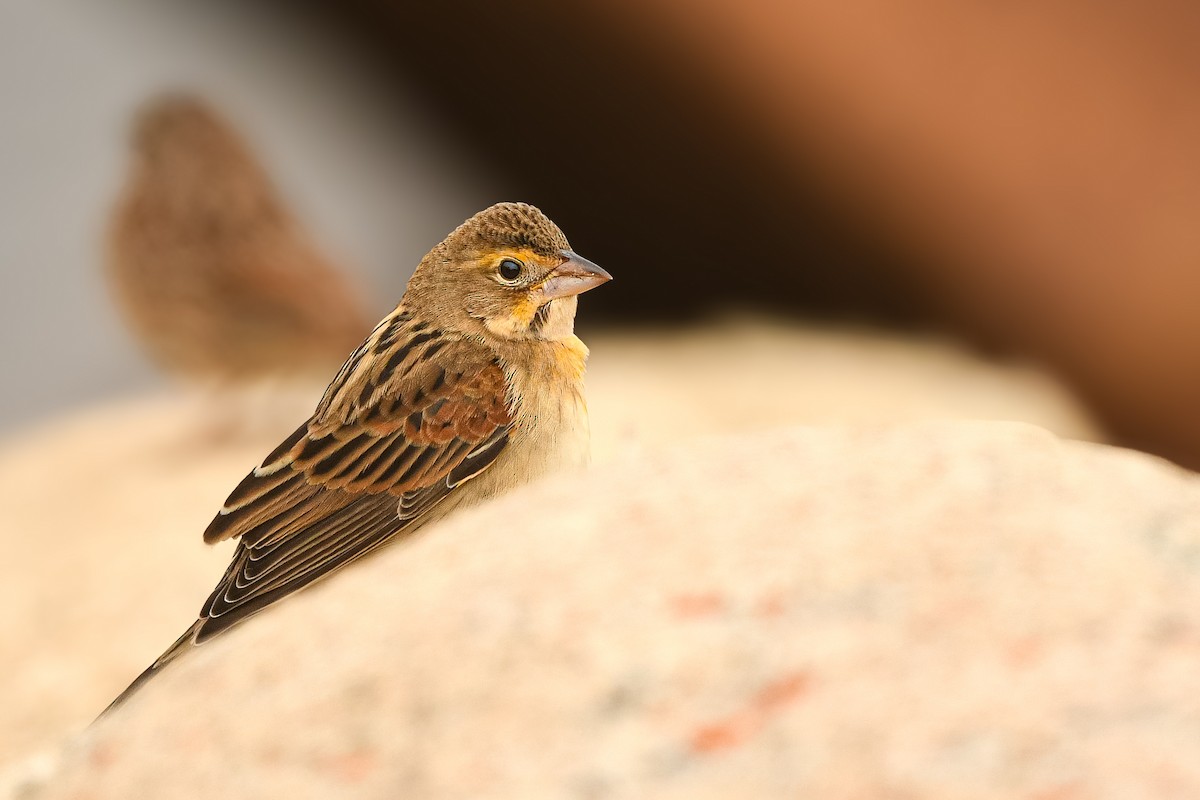 Dickcissel - ML643725176