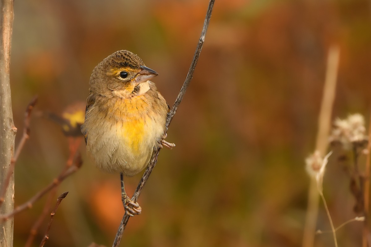 Dickcissel - ML643725177