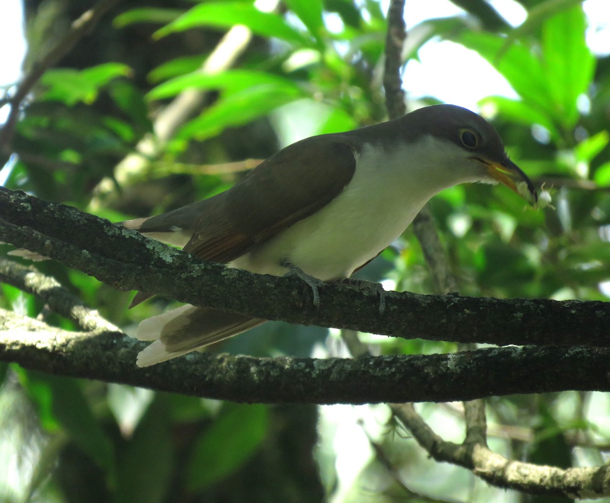 Yellow-billed Cuckoo - ML643725186