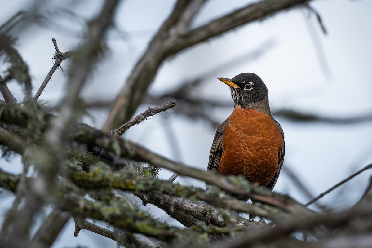 American Robin - ML643725187