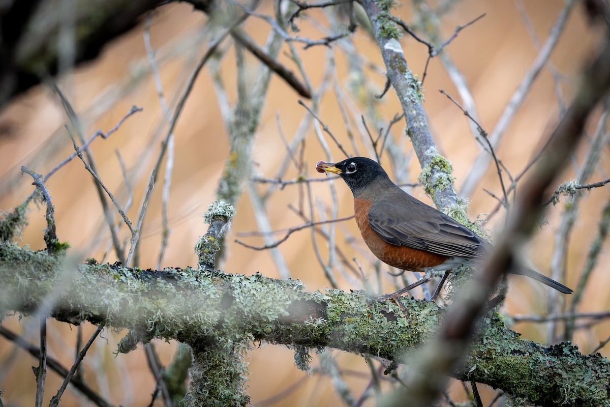American Robin - ML643725189