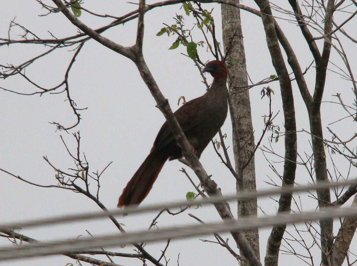 Variable Chachalaca - ML643725193