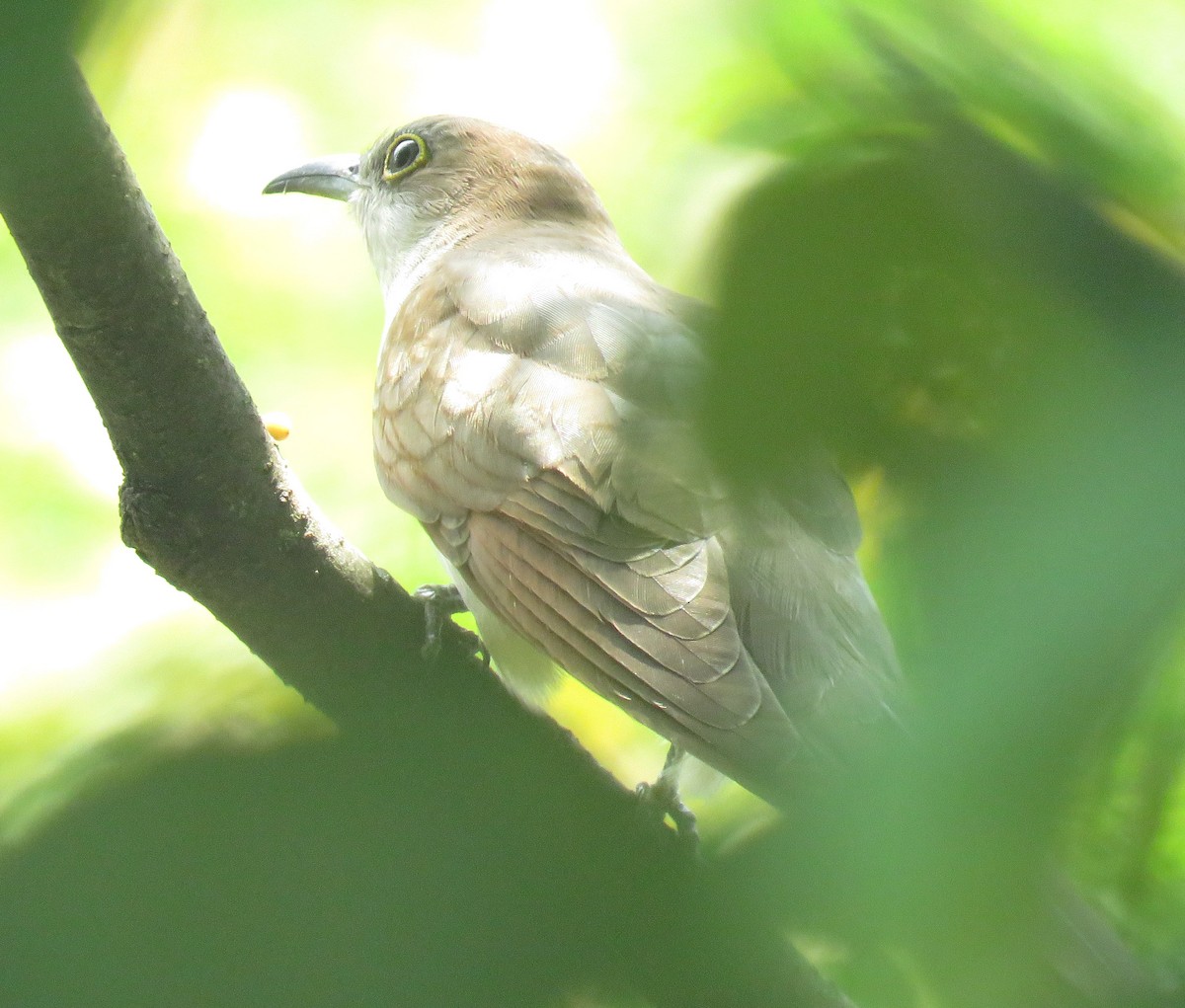 קוקיה שחורת-מקור - ML643725194